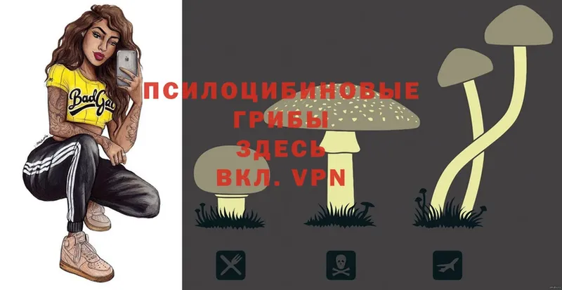 Галлюциногенные грибы Psilocybine cubensis  где продают наркотики  Костомукша 